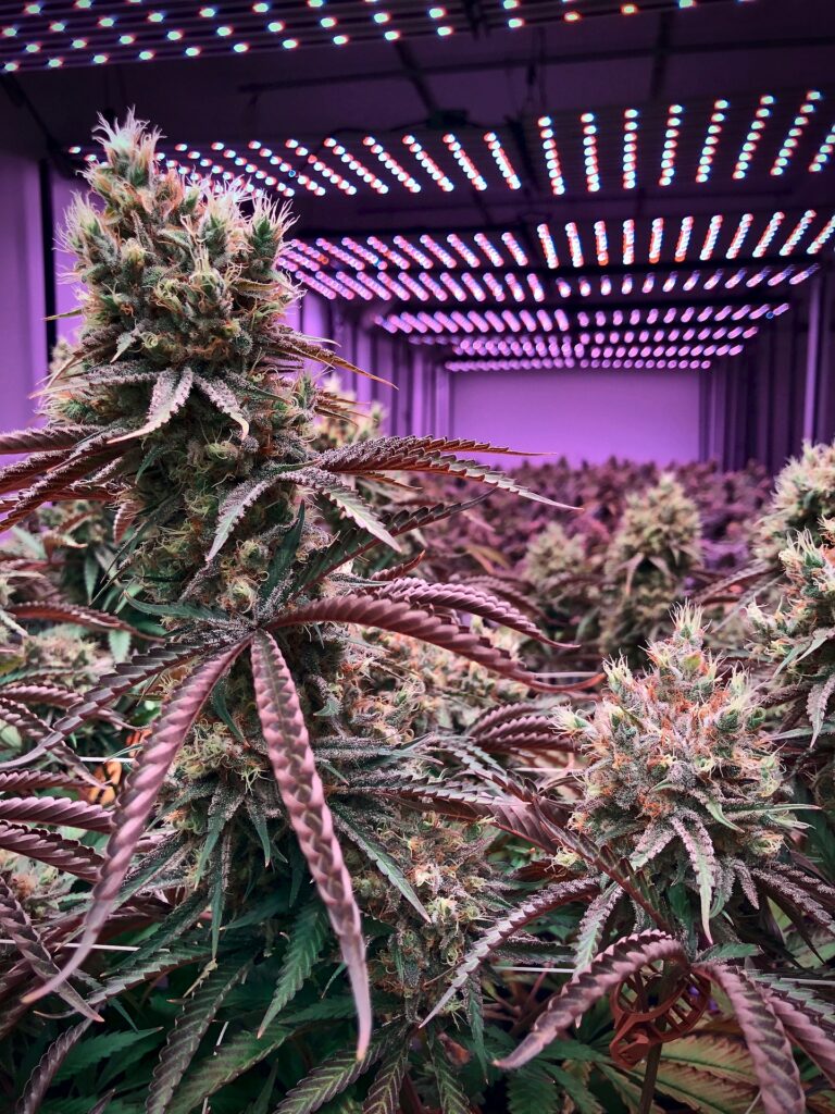 Cannabis Indoor Anbau LED Symbolbild Stock Photo