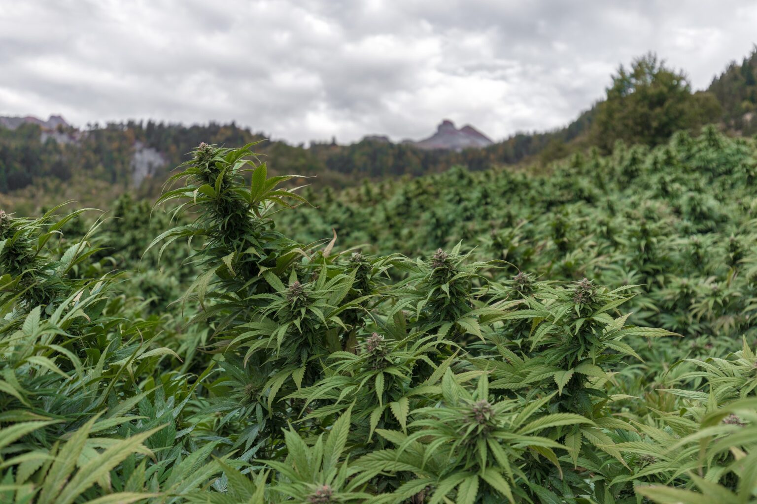 Cannabisanbau im Freiland legal CBD Symbolbild