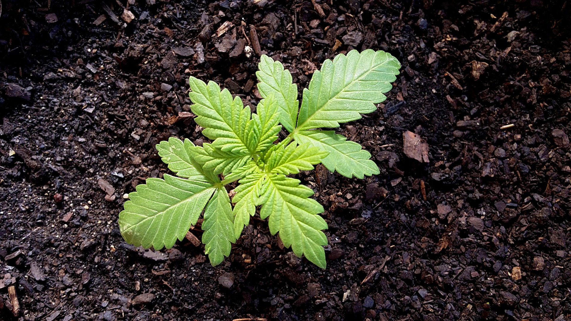Eigenanbau von Cannabis Symbolbild Sämling