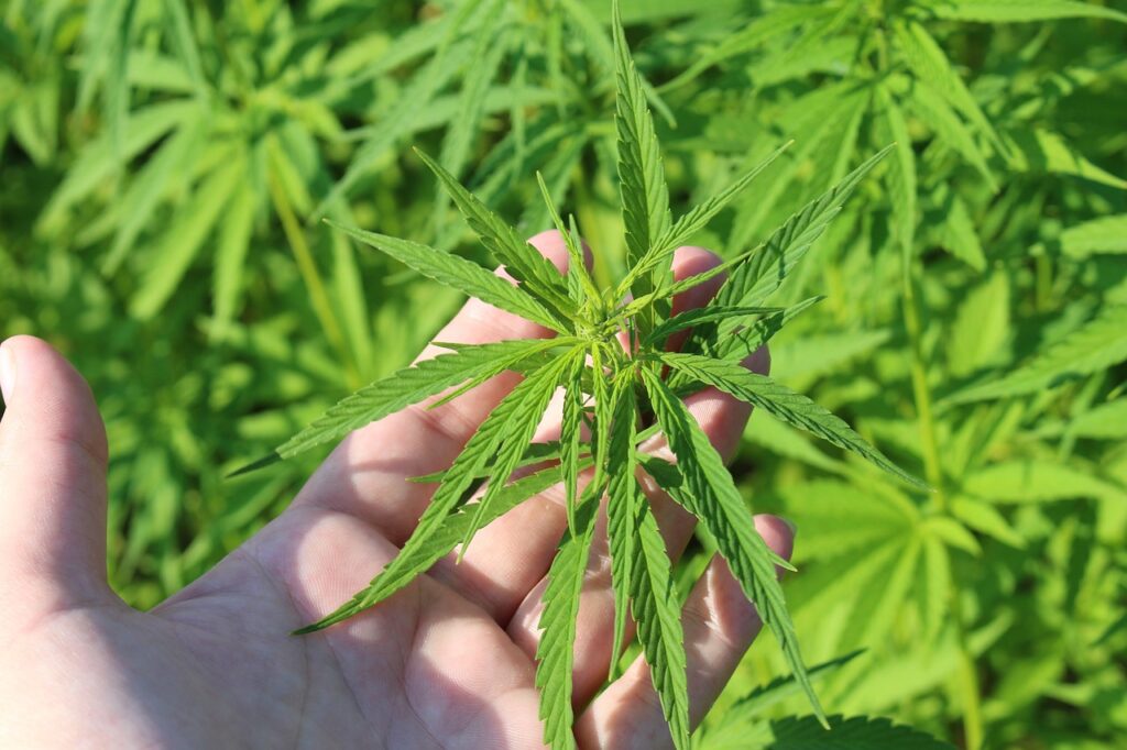 Cannabis Entkriminalisierung Symbolbild