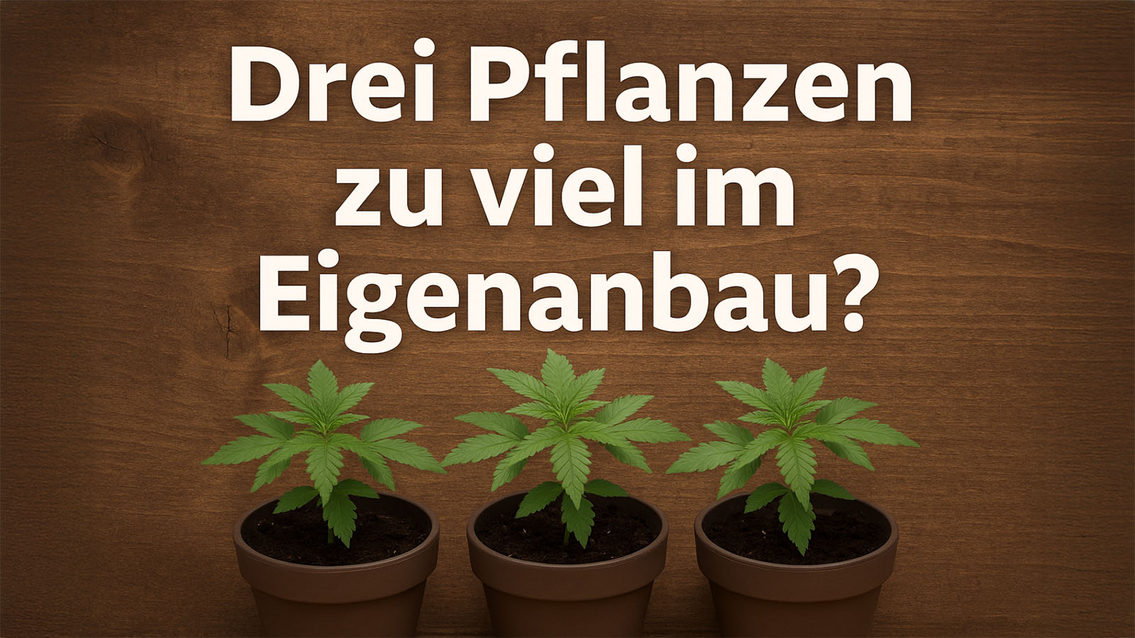 Drei Pflanzen zu viel im Eigenanbau?