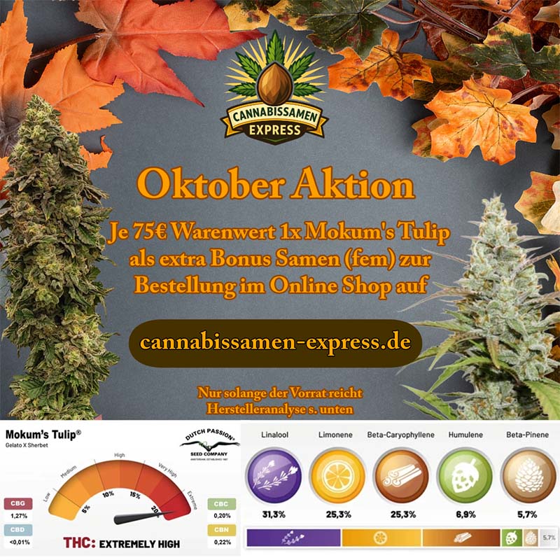 Oktober Aktion auf cannabissamen-express.de